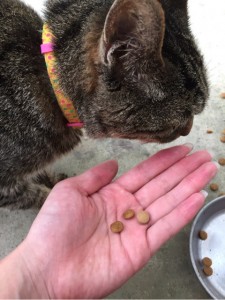 キングアガリクス100とねこ