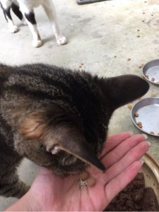 キングアガリクス100とねこ