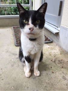 キングアガリクス100を飲んでめやにがなくなったねこ