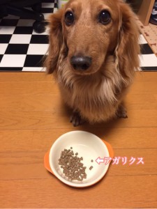 ミニチュアダックス