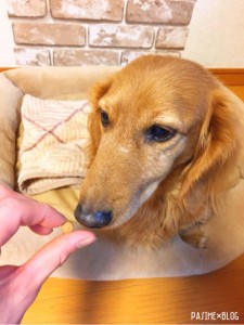 キングアガリクス100を食べるミニチュアダックス