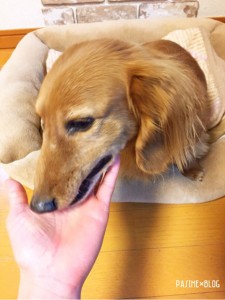 キングアガリクス100を食べるミニチュアダックス