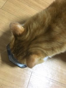 ねこ