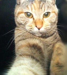 ねこ