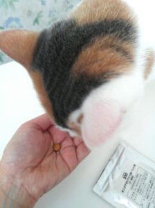 キングアガリクス　猫