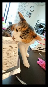 キングアガリクス100とねこ