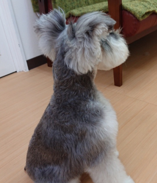 テリア