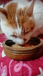 エサを食べるねこ