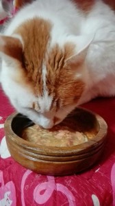 エサを食べるねこ