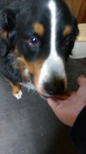 バーニーズ犬