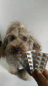 ペット用キングアガリクス１００と犬