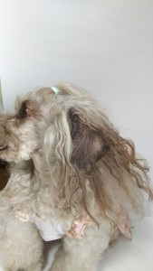 犬