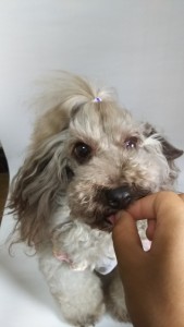 ペット用キングアガリクス１００を食べる犬