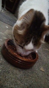 エサを食べるねこ