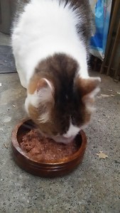 エサを食べるねこ