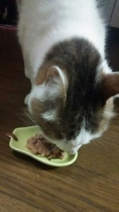 エサを食べるねこ