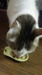 エサを食べるねこ
