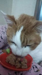 エサを食べるねこ