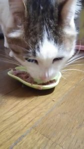 猫とごはん