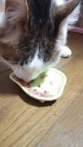 猫とごはん