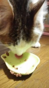 猫とご飯