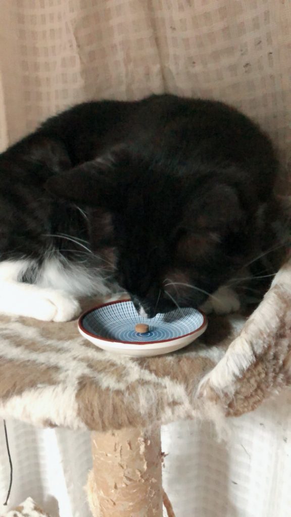 猫とキングアガリクス