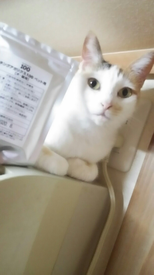 ネコとキングアガリクス