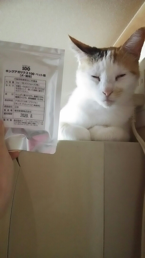 ネコとキングアガリクス