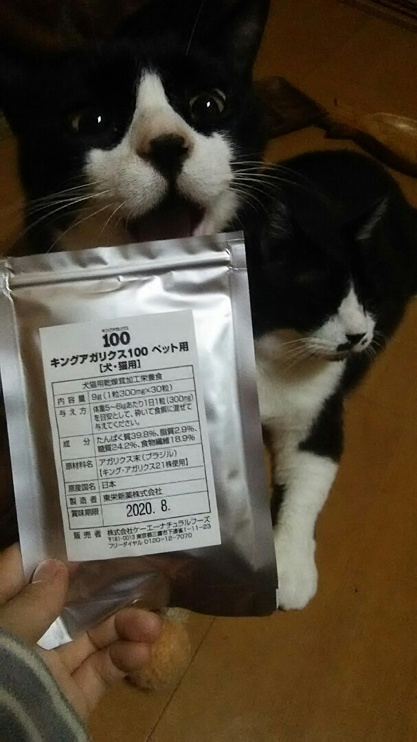 ねことキングアガリクス
