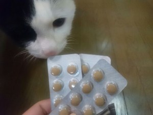 キングアガリクス　猫
