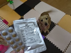 犬とキングアガリクス