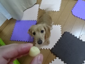 犬とキングアガリクス