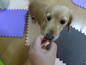 犬とキングアガリクス