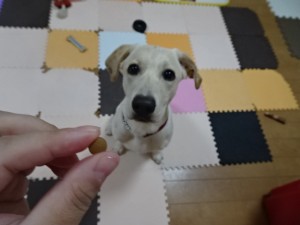 犬とキングアガリクス