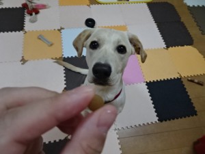 犬とキングアガリクス