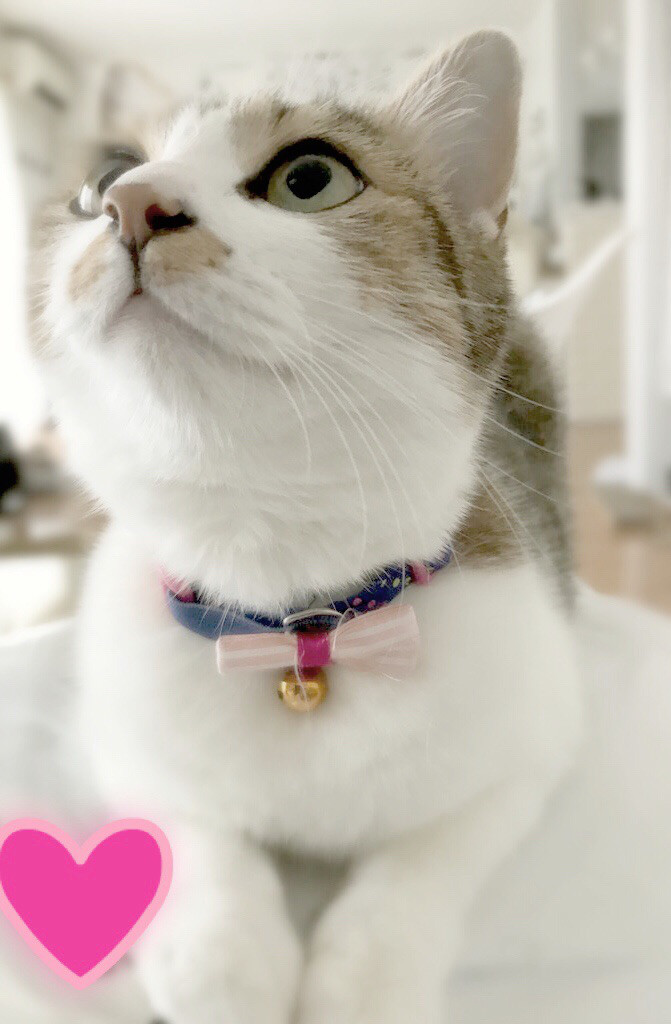 ねこ