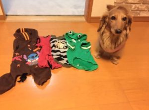 ミニチュアダックス