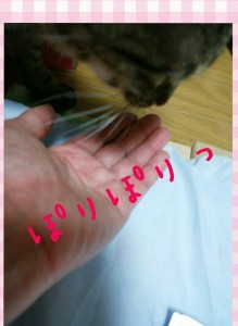 食べている写真