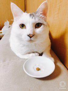 ねことキングアガリクス100