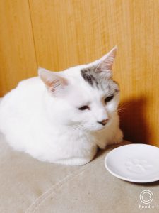ねこ