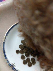 犬とペットフード