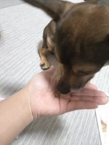 キングアガリクス100を食べる犬