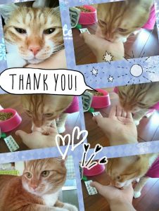 喜んでいる猫