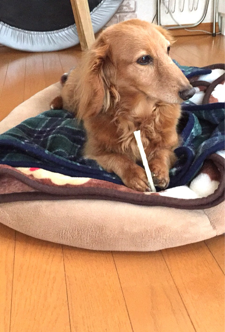 ミニチュアダックス