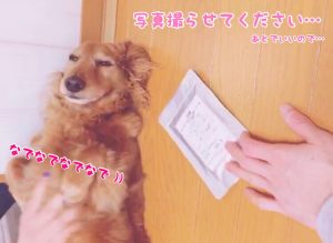 キングアガリクス100とミニチュアダックス