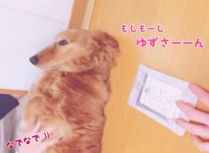 キングアガリクス100とミニチュアダックス