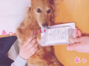 キングアガリクス100とミニチュアダックス
