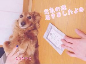 キングアガリクス100とミニチュアダックス