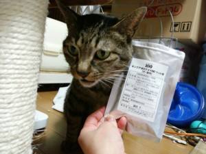 猫とアガリクス