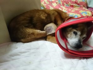 脂肪腫が心配な犬